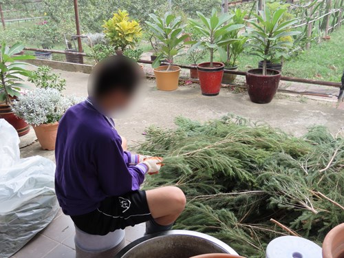 少年採集澳洲茶樹枝葉